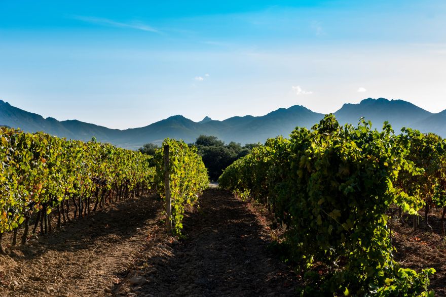 Découvrez les délices insulaires : Vins et Cépages corses