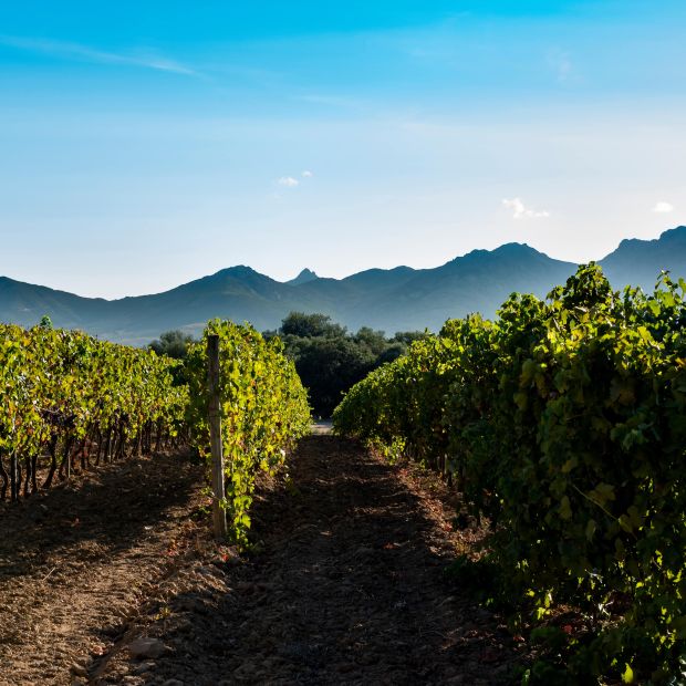 Découvrez les délices insulaires : Vins et Cépages corses