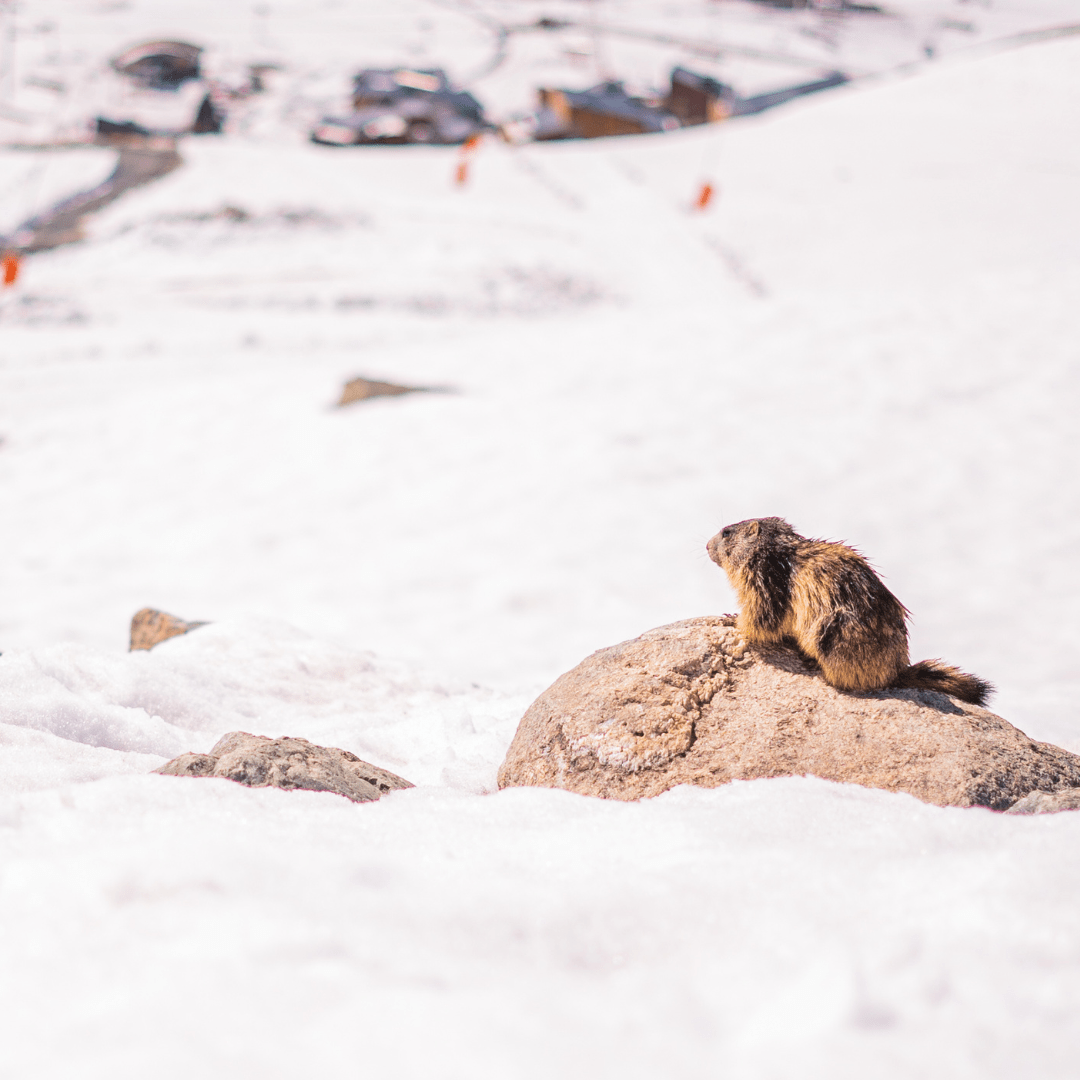 offre speciale printemps hotel fahrenheit seven Courchevel